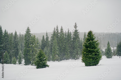 Beautiful Winter Landscape in Mountains. Majestic winter landscape. frosty pine trees.