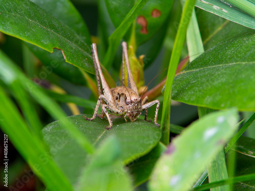 spider on a green leaf