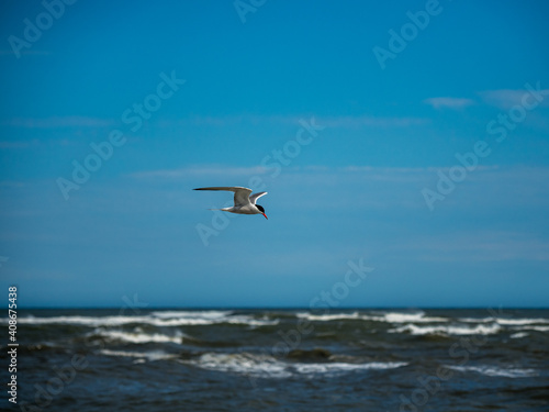 Tern in flight over ocean, bird with wings spread in flight.