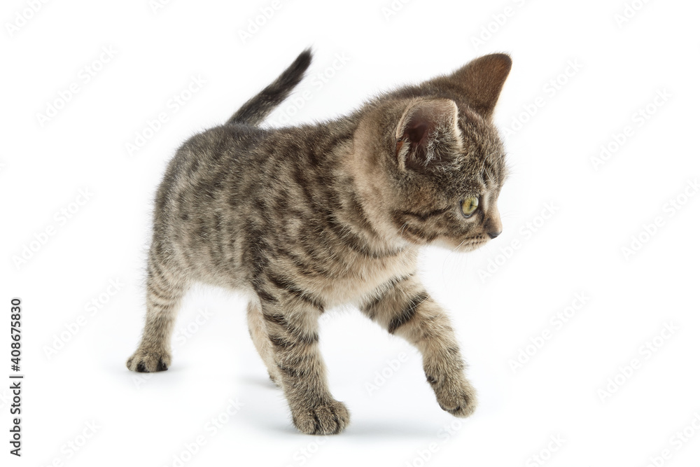 Small tabby (European Shorthair) kitten isolated on white background.
