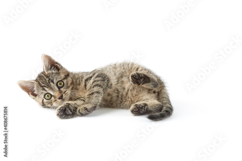Small tabby (European Shorthair) kitten isolated on white background. 