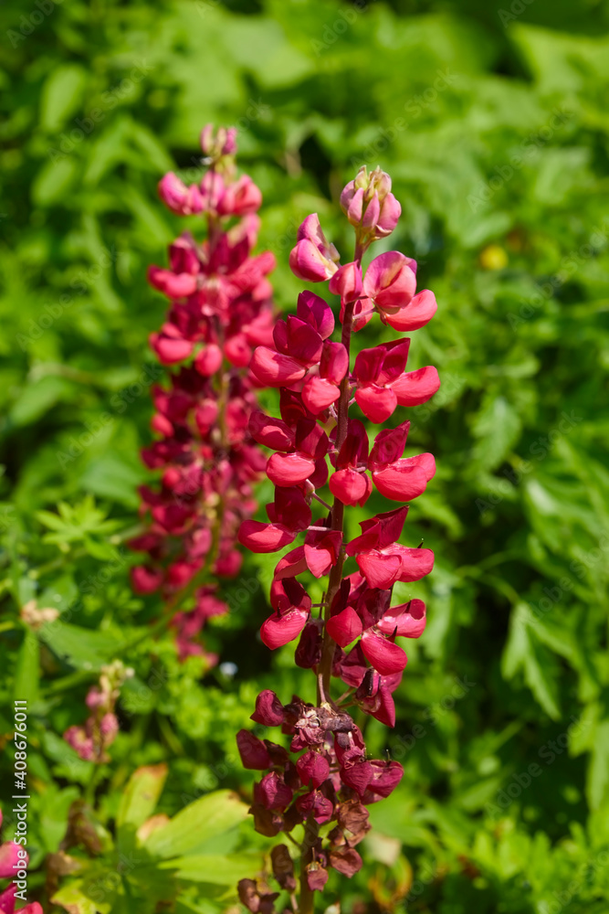 Beautiful garden lupine, (lupinus polyphyllusus). Close up. Beautiful garden lupine, (lupinus polyphyllusus). Close up.