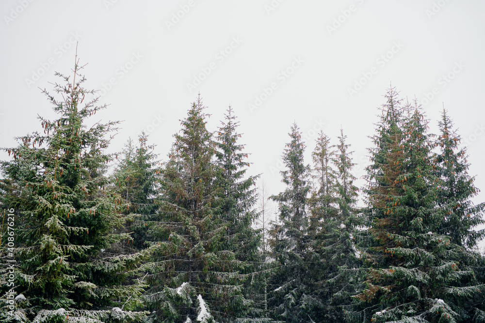 Fototapeta premium Winter Scenery Pine Trees Covered With Snow