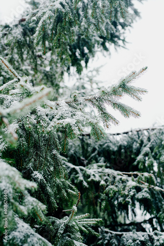 Winter Scenery Pine Trees Covered With Snow