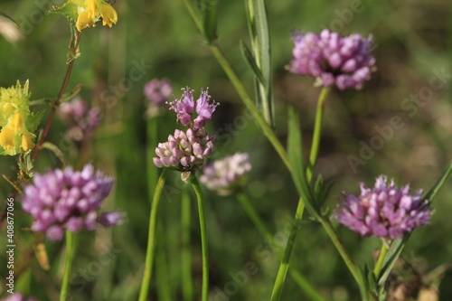 Wohlriechende Scabiosen photo