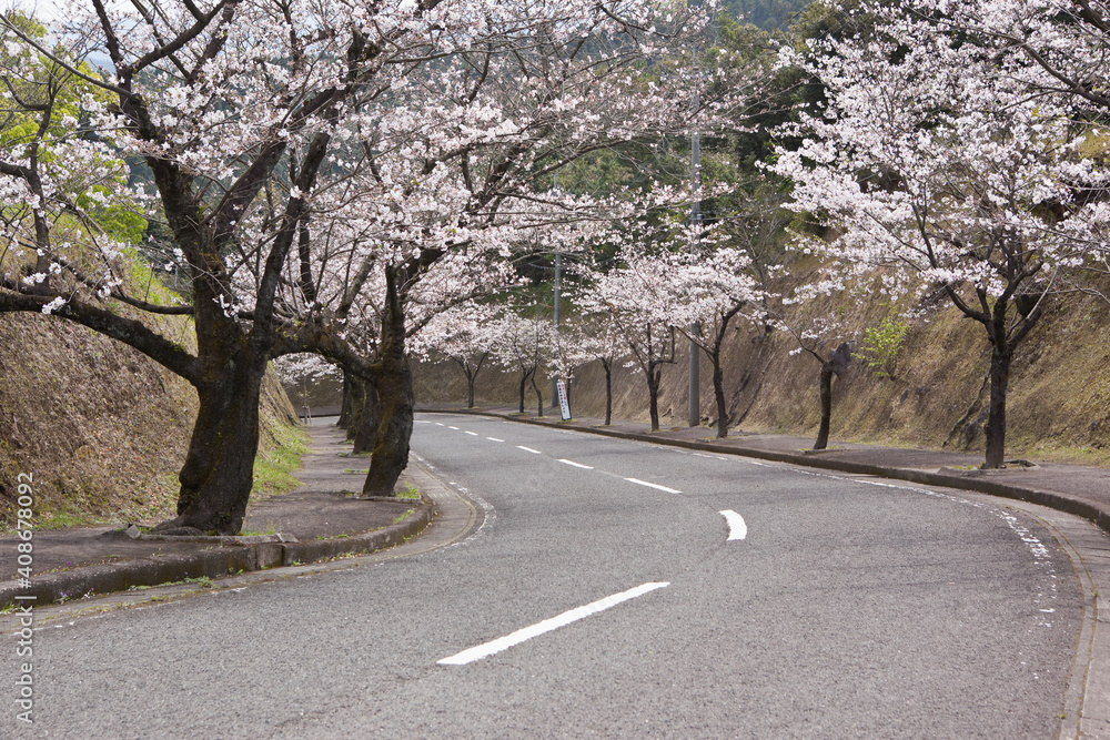 国分城山公園の桜並木 国分城山公園の桜並木