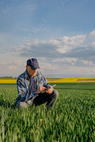 Portrait of Successful Farmer Examining Crops at Agriculture Field. Farmer Looking at Crops Wheat Field © volf anders