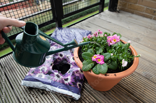 Watering freshly planted flowers