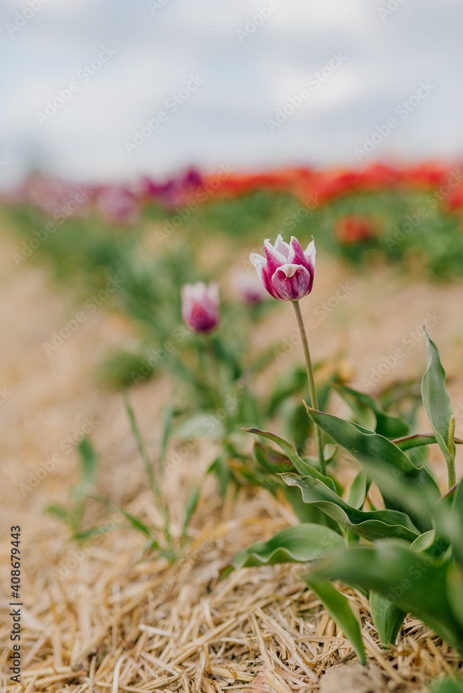 Yellow Purple and Red Fresh Tulips Blooming on Field at Flower plantation Farm Yellow Purple and Red Fresh Tulips Blooming on Field at Flower plantation Farm