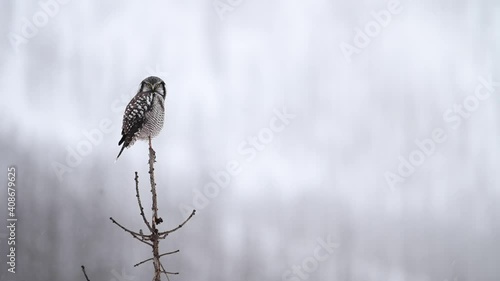 Wallpaper Mural Northern hawk owl in the Canadian Rockies Torontodigital.ca