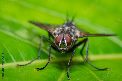 Look of a red-eyed fly © J Esteban Berrio