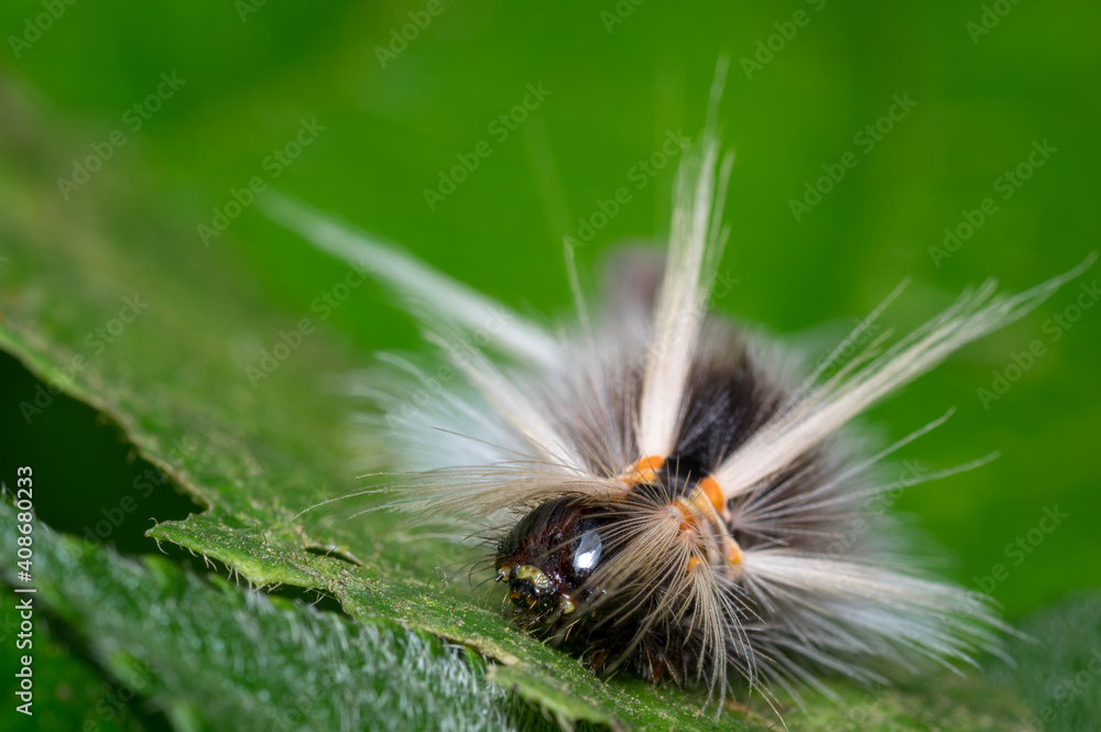 Caterpillar feeding on a leaf