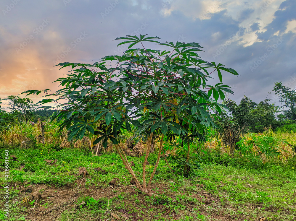 cassava tree in the morning