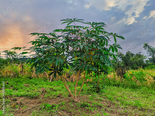 cassava tree in the morning