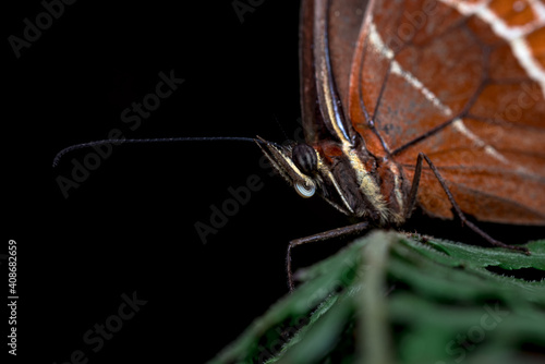 Closeup of the eye of a butterfly