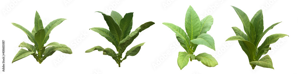 Obraz premium Isolated young tobacco plant with clipping paths.