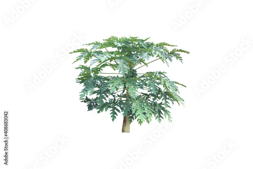 Isolated papaya tree with clipping paths.