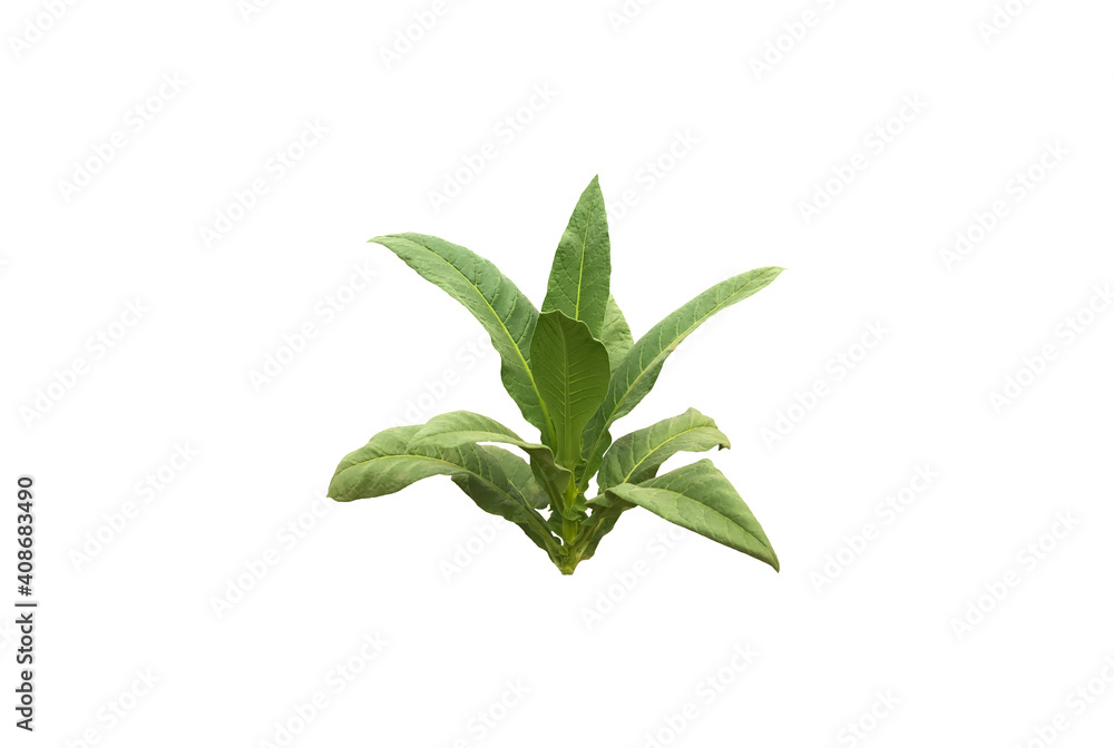 Obraz premium Isolated young tobacco plant with clipping paths.