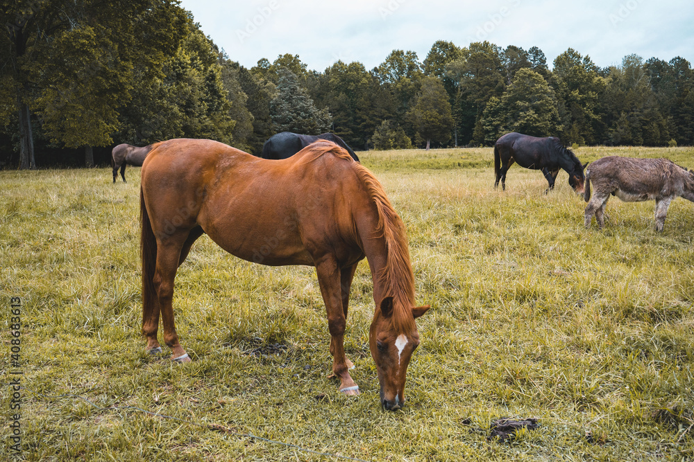 Horses Eating Grass on a Farm