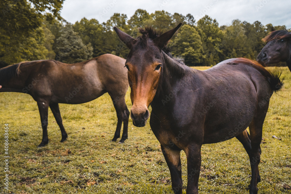 Mule Eating Grass on a Farm