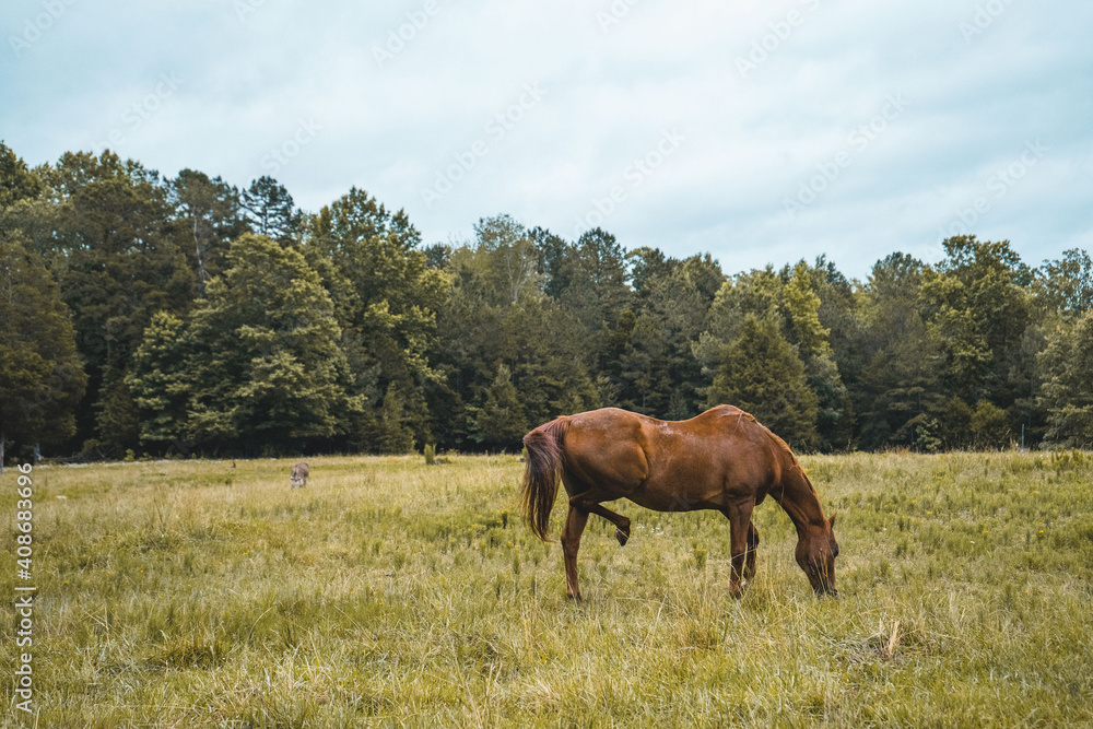 Brown Horses Eating Grass on a Farm