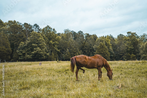 Brown Horses Eating Grass on a Farm