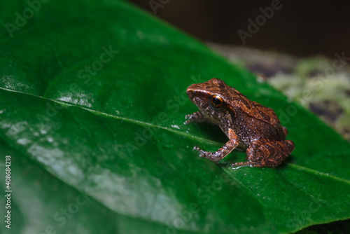 Colombian endemic frog perched on a leaf