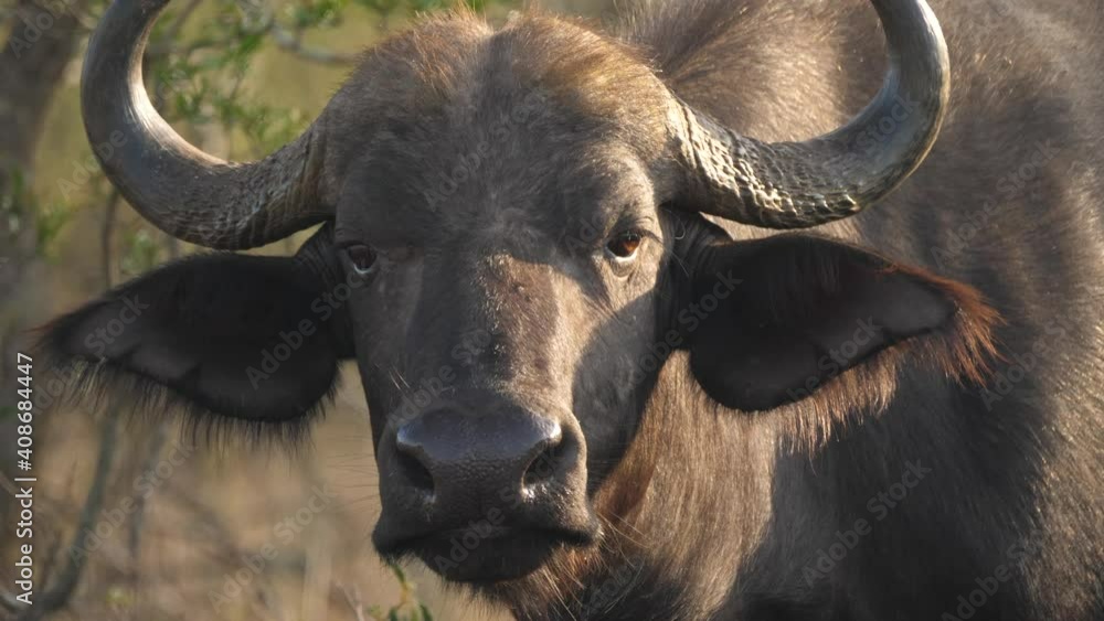 Portrait shot of a cape buffalo staring directly into the lens, close up.