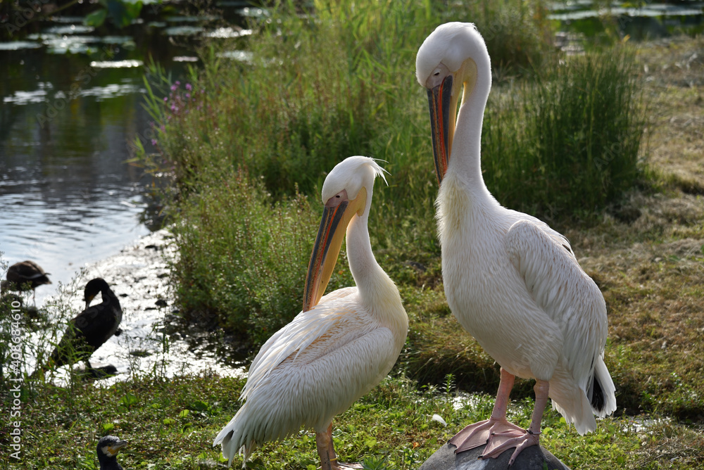 Relaxed Pelicans near the lake Relaxed Pelicans near the lake