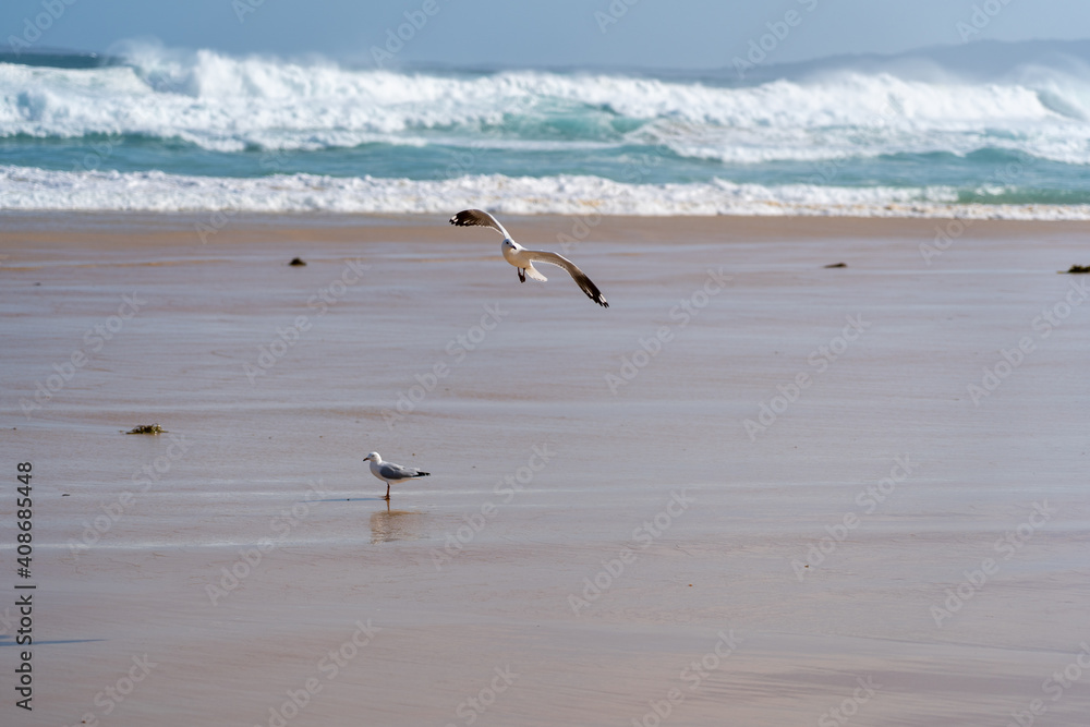 Seagulls in flight over the ocean, reflection of seagulls in the water Seagulls in flight over the ocean, reflection of seagulls in the water