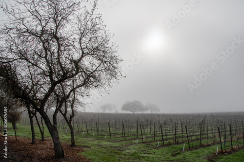 Vineyard with a low valley fog in winter,  Sonoma County, California.