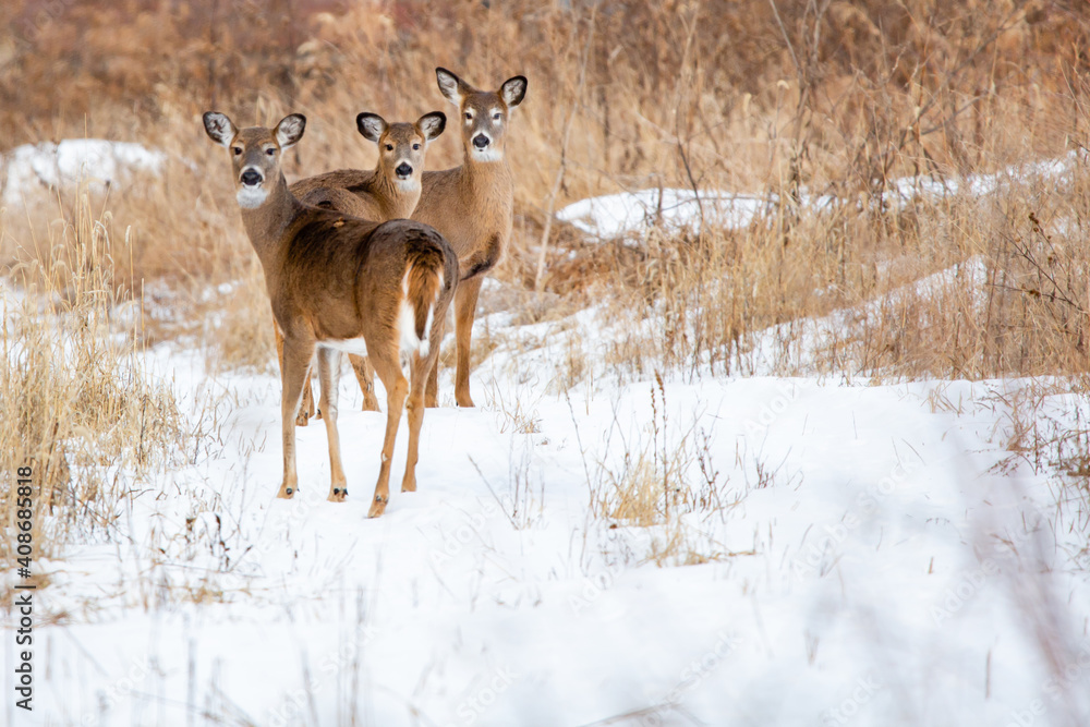 Fototapeta premium White-tailed deer (Odocoileus virginianus) very alert in a Wisconsin snow covered field in January