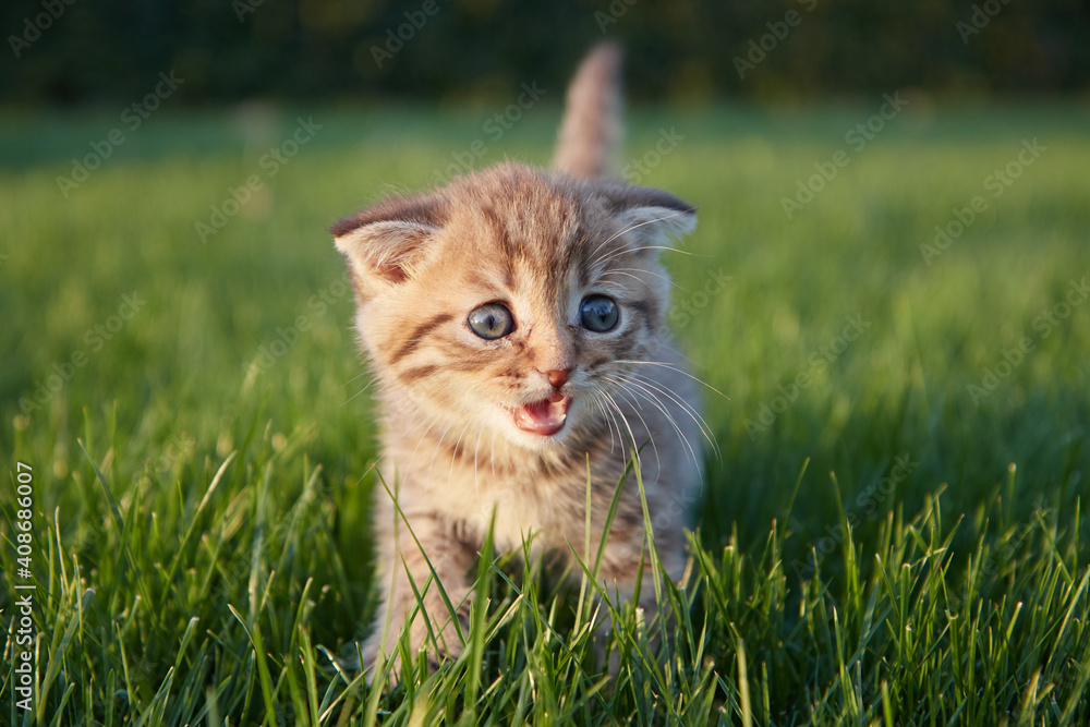 red-haired little kitten sits, runs and plays in the green grass, looks at the camera and scratches