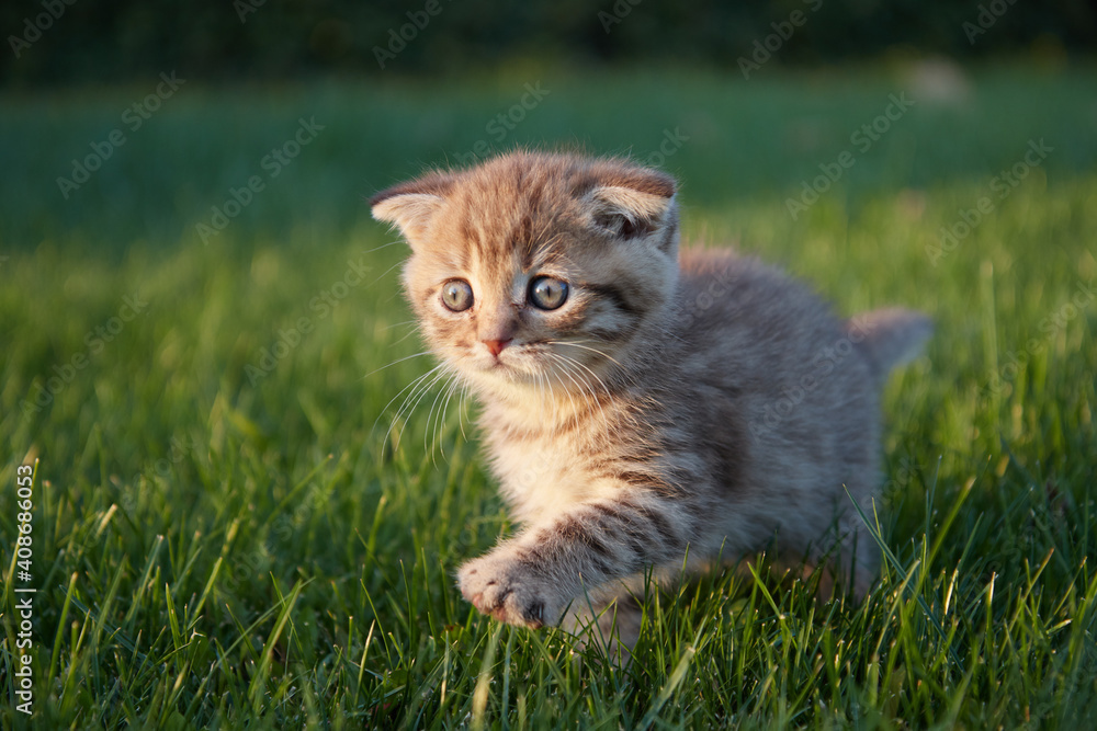 a red-haired little kitten sits, runs and plays in the green juicy grass, looks to the side and moves its paw