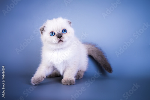 Cute scottish fold shorthair silver color point kitten with blue eyes © Irina Sokolovskaya