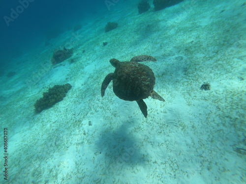 wildlife turtle in cebu