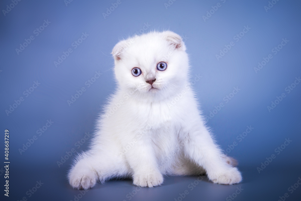 Cute scottish fold shorthair silver color point kitten with blue eyes