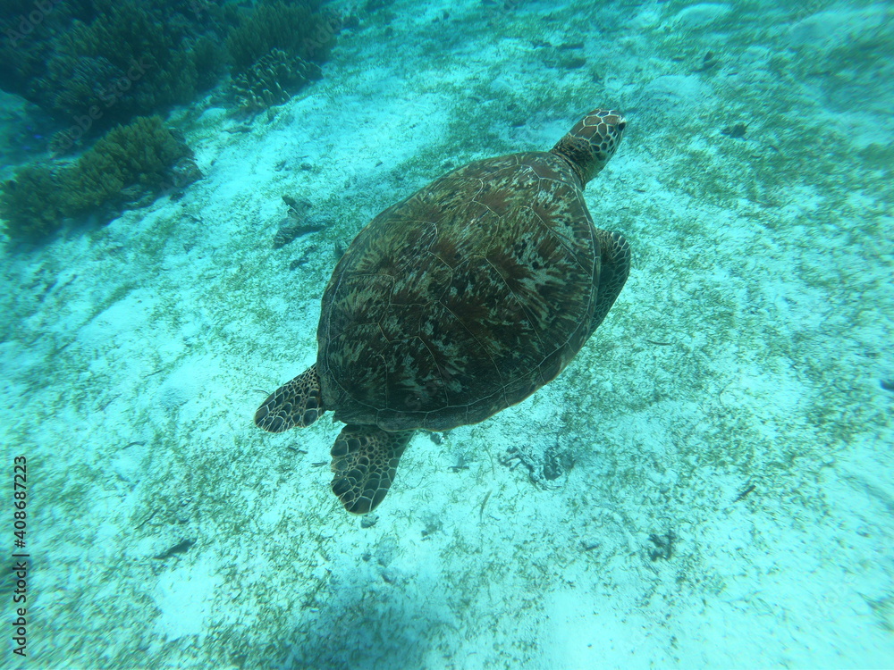 Obraz premium wildlife turtle in cebu