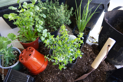 Obraz na plátně planting herbs for kitchen garden
