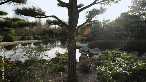 exotic japanese trees inside a european park in japanese garden Düsseldorf, Germany on a sunny day