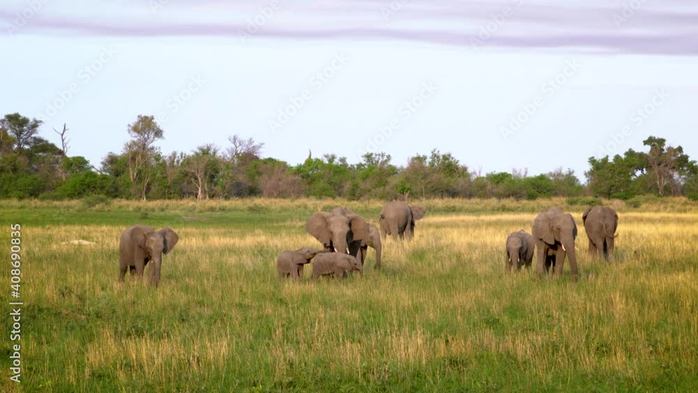 Elephant's family enjoying the African sunrise Elephant's family enjoying the African sunrise