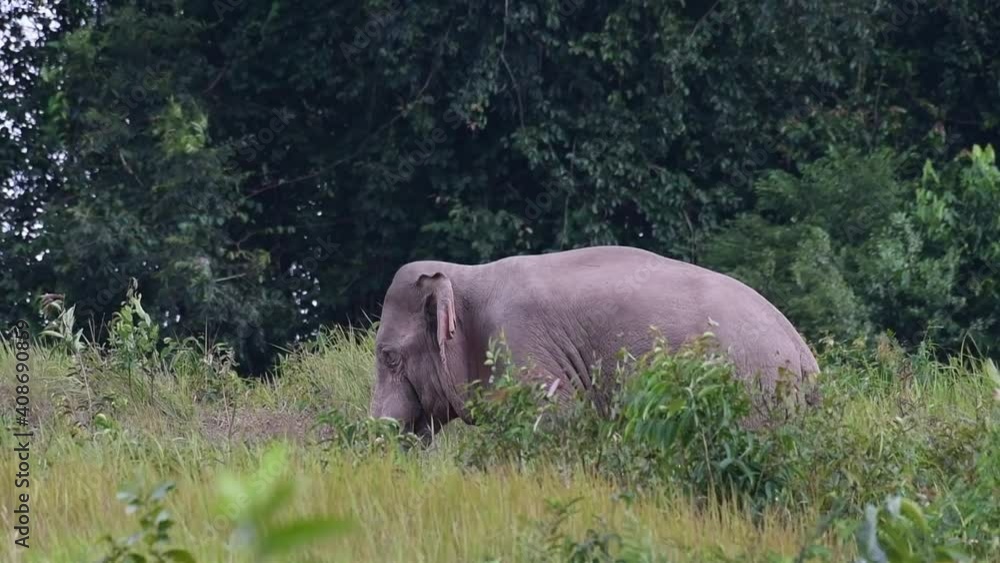 Indian Elephant, Elephas maximus indicus, Khao Yai National Park, Thailand; found grazing alone in the afternoon while trees, plants, grass, are moving with a strong wind in the forest. Indian Elephant, Elephas maximus indicus, Khao Yai National Park, Thailand; found grazing alone in the afternoon while trees, plants, grass, are moving with a strong wind in the forest.