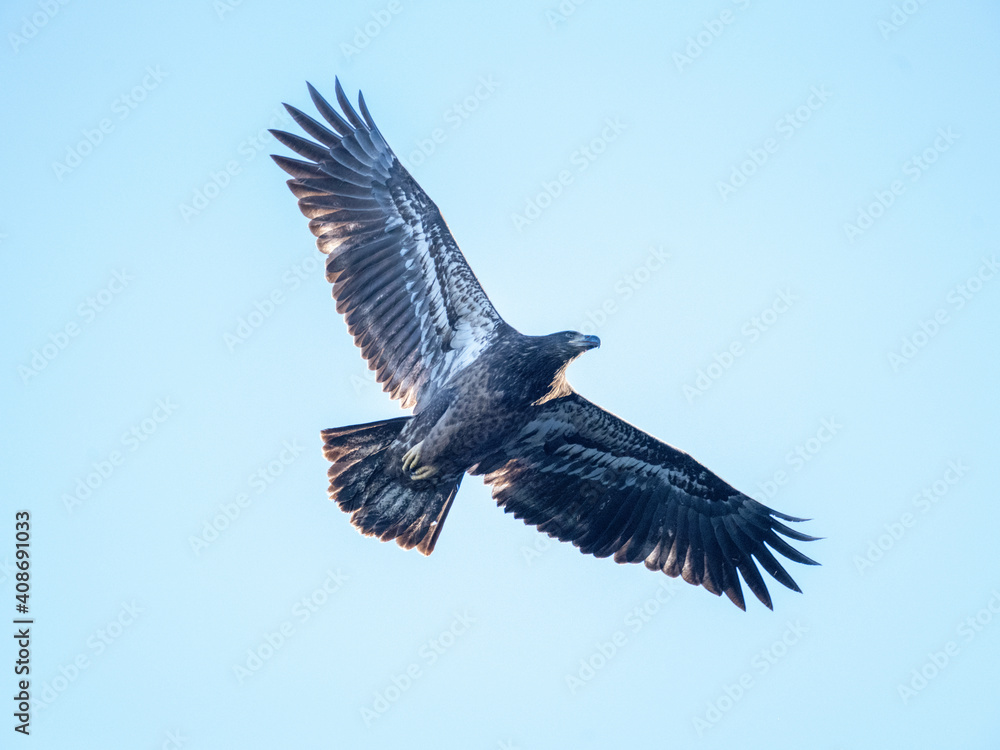 Obraz premium A Eagle Is Catching Fish