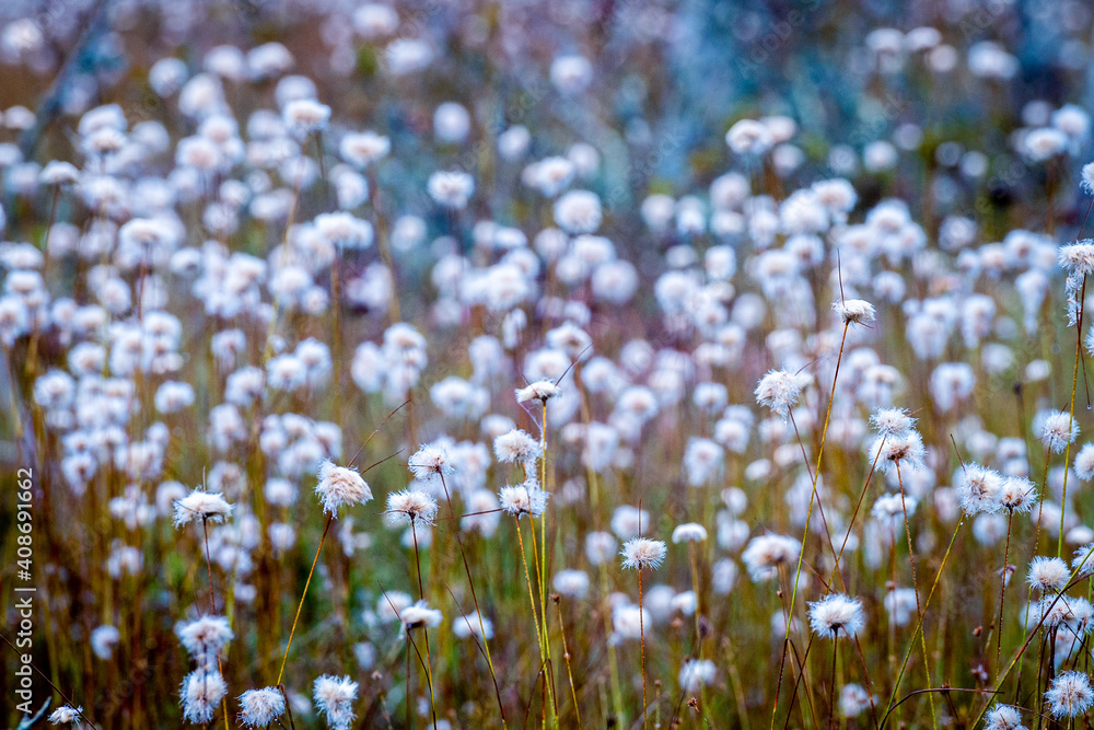 Fototapeta premium Bog Cotton
