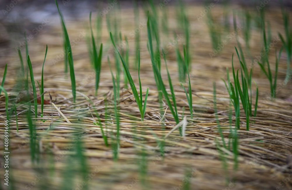 Garlic isolated on a background. Garlic isolated on a background.