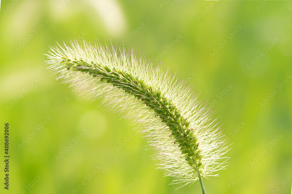 Common weed green foxtail close-up. Setaria viridis, green bristlegrass Common weed green foxtail close-up. Setaria viridis, green bristlegrass