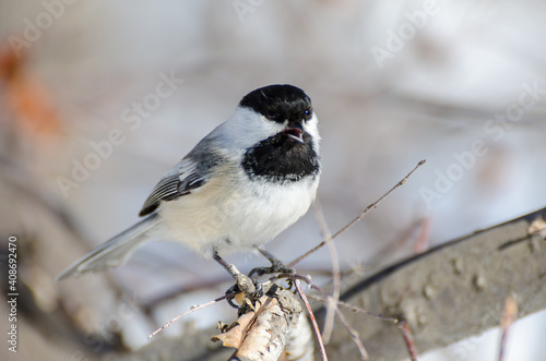 Black capped cardinal on branch