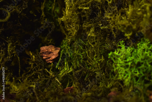 Moss structure