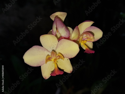 Close-up of Spathoglottis tropical punch orchid flowers on black background 