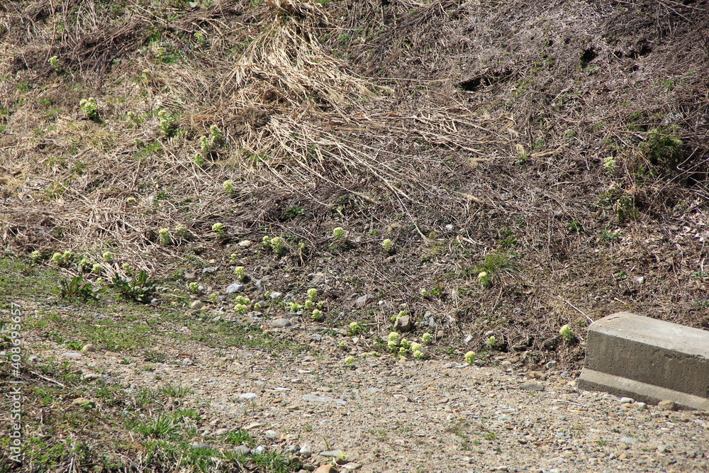 寒々しい地面からポコポコと幾つもフキノトウが出てきている春の風景 寒々しい地面からポコポコと幾つもフキノトウが出てきている春の風景